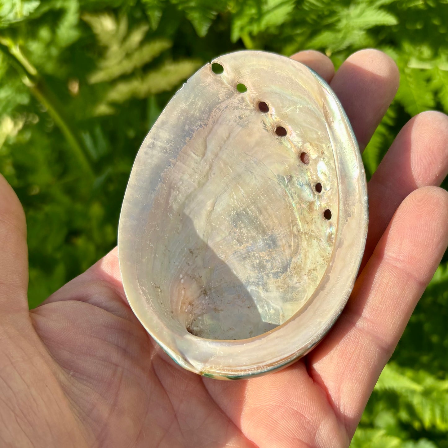 Abalone, mørk grøn poleret - 9 cm Abalone, mørk grøn poleret - 9 cm