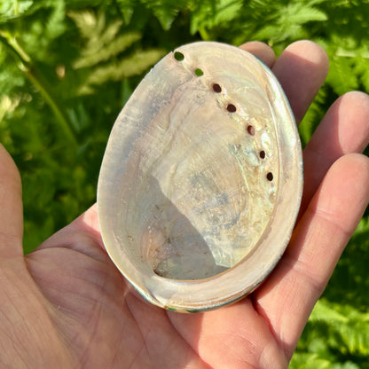 Abalone, mørk grøn poleret - 9 cm