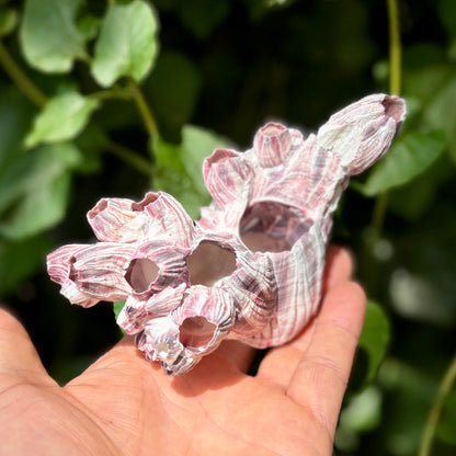 Barnacle - 14 cm