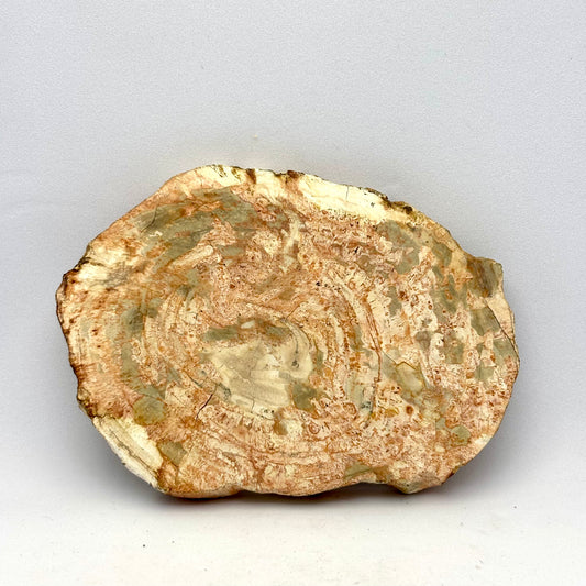 Billede af Forstenet træ skive 9,5 cm | nr. 5