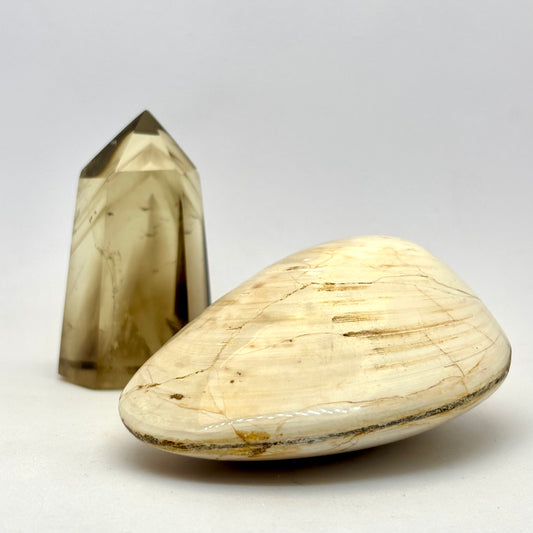 Billede af Cognac røg Citrin og forstenet bivalve musling