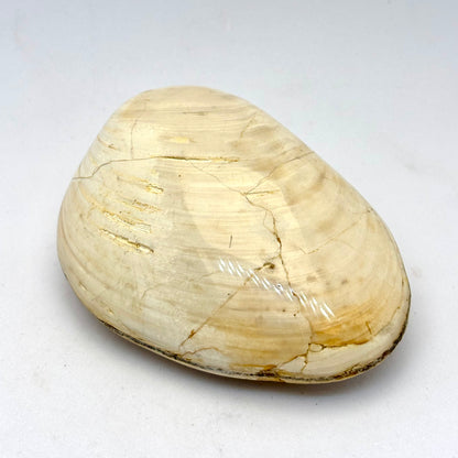 Cognac røg Citrin og forstenet bivalve musling