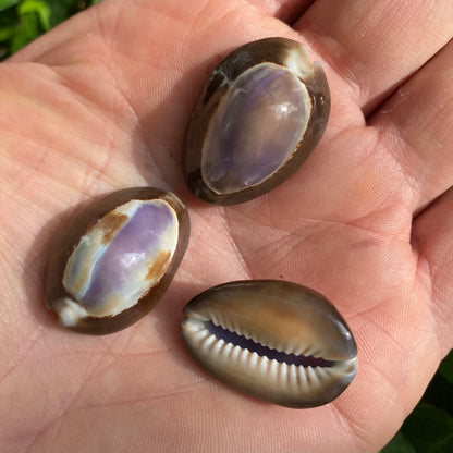Cowrie, Purple top - konkylie