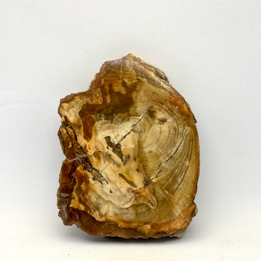 Billede af Forstenet træ skive 8 cm | nr. 2