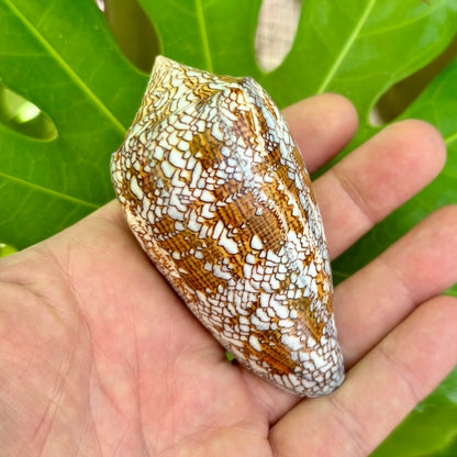 Conus textile - konkylie | 8-9 cm