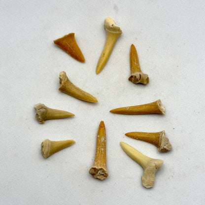10 stk mini forstenede hajtænder 1 - 2 cm