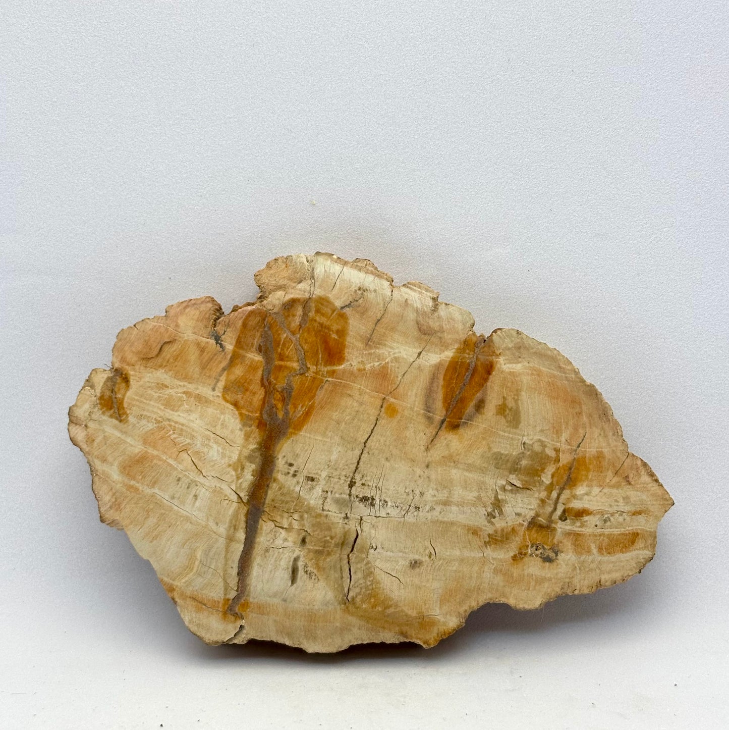 Forstenet træ skive 9,5 cm | nr. 9 Forstenet træ skive 9,5 cm | nr. 9