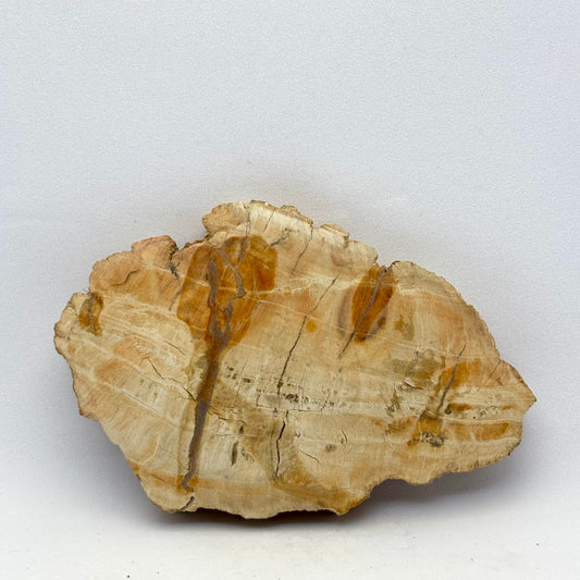 Billede af Forstenet træ skive 9,5 cm | nr. 9