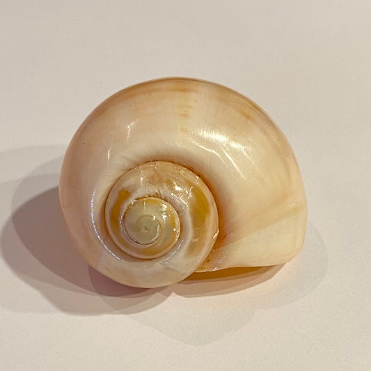 Billede af Pomacea Paludosa 5,5 cm - gelb