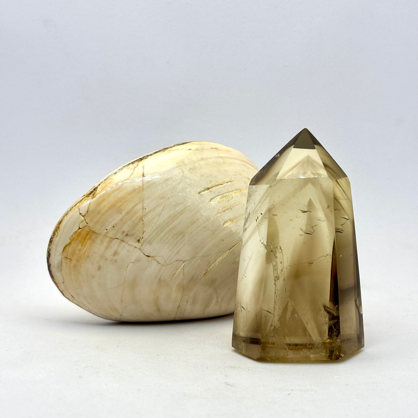 Cognac røg Citrin og forstenet bivalve musling Cognac røg Citrin og forstenet bivalve musling