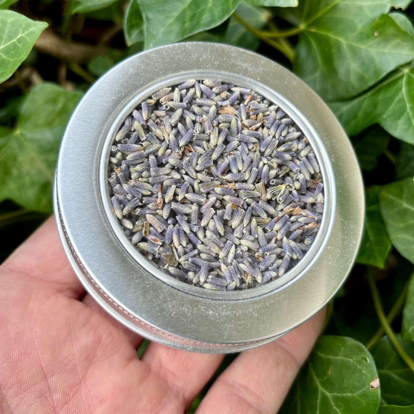 Økologisk lavendel fra Provence Økologisk lavendel fra Provence