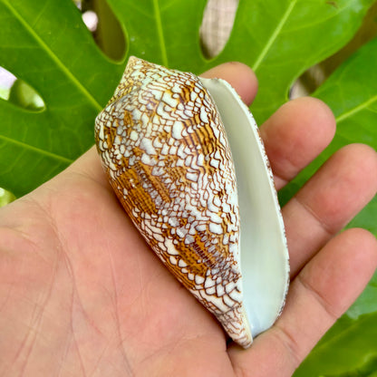 Conus textile - konkylie | 8-9 cm
