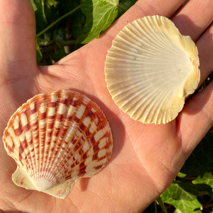 Macarense, king scallop - muslingeskal