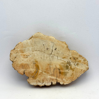 Forstenet træ skive 9,5 cm | nr. 9