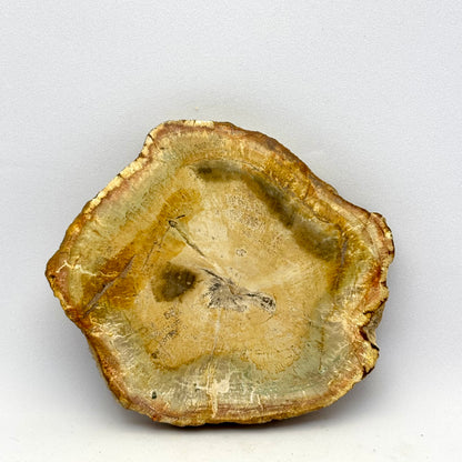 Forstenet træ skive 8 cm | nr. 6