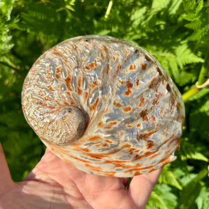 Abalone, rød poleret - 14 cm