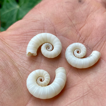 Spirula Spirula blæksprutte - 2 cm