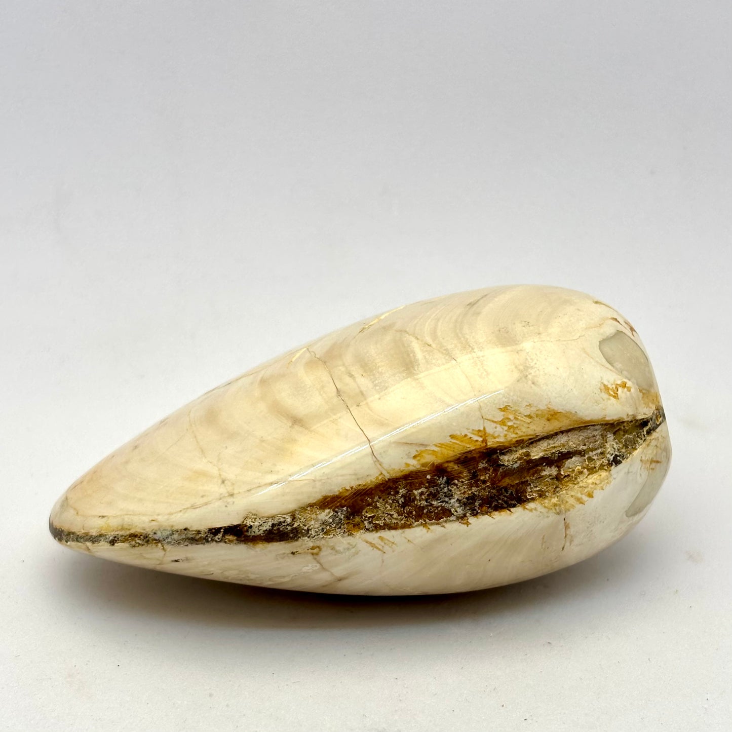 Cognac røg Citrin og forstenet bivalve musling Cognac røg Citrin og forstenet bivalve musling