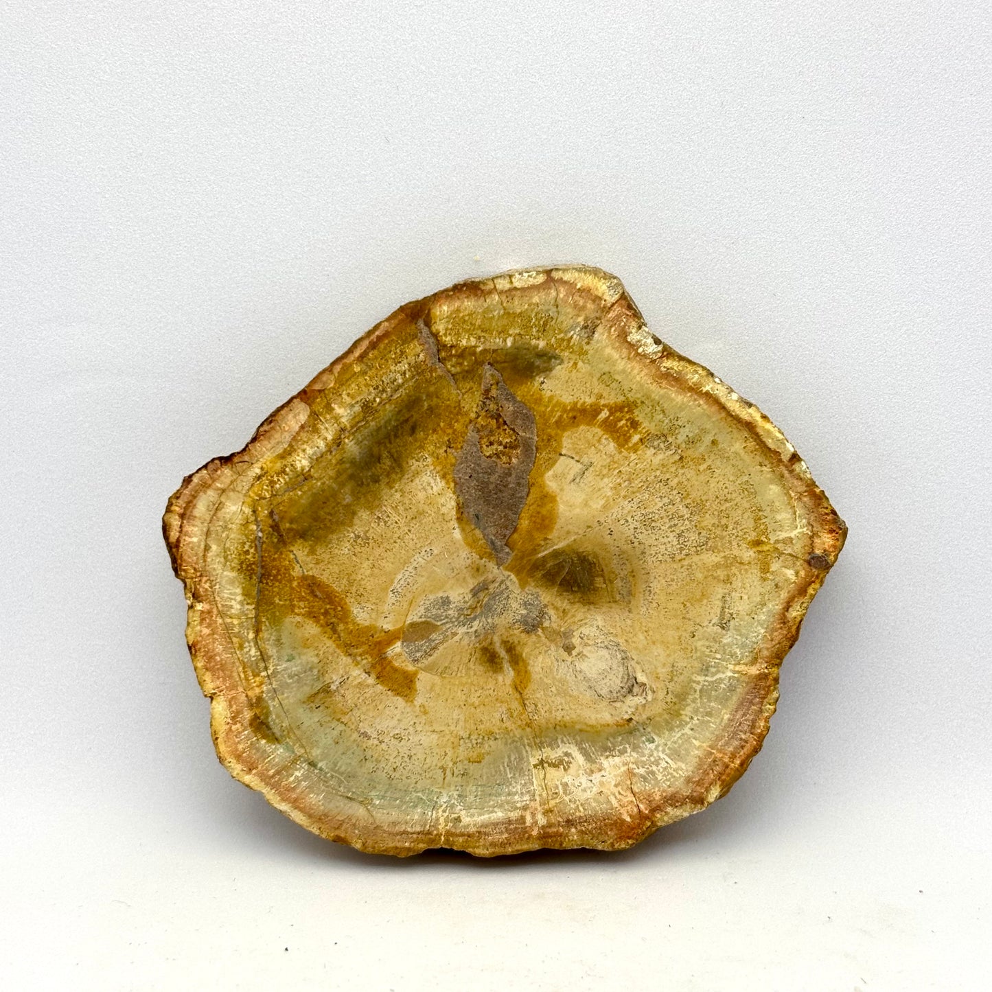 Forstenet træ skive 8 cm | nr. 6 Forstenet træ skive 8 cm | nr. 6