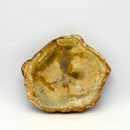 Forstenet træ skive 8 cm | nr. 6