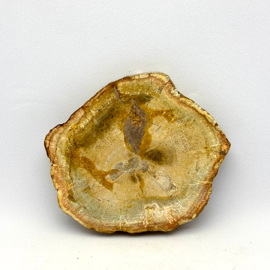 Billede af Forstenet træ skive 8 cm | nr. 6