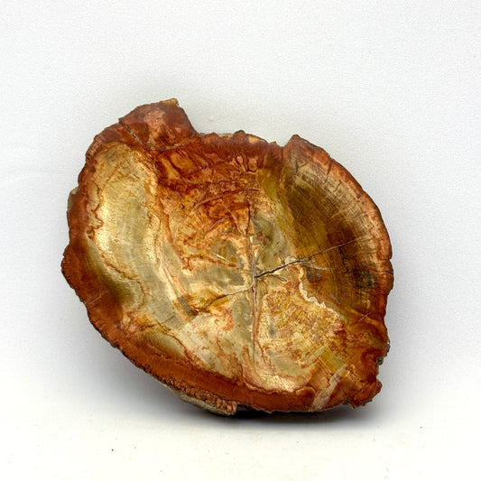 Billede af Forstenet træ skive 9,5 cm | nr. 7