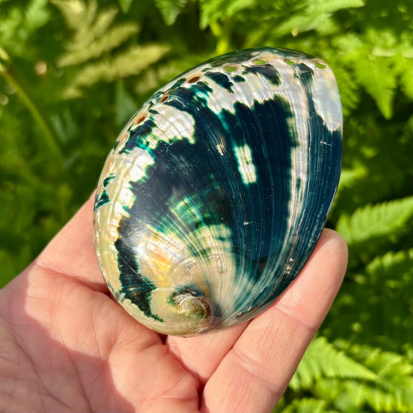Abalone, mørk grøn poleret - 9 cm Abalone, mørk grøn poleret - 9 cm