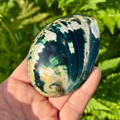 Abalone, mørk grøn poleret - 9 cm
