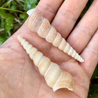 Tortilla screw - konkylie