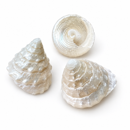 Billede af Konkylie perlemor - 2,5 cm