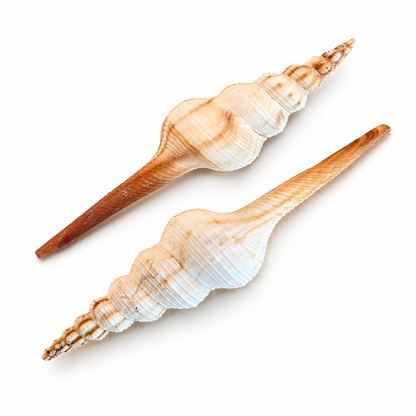 Fusinus Colus Spindle - konkylie
