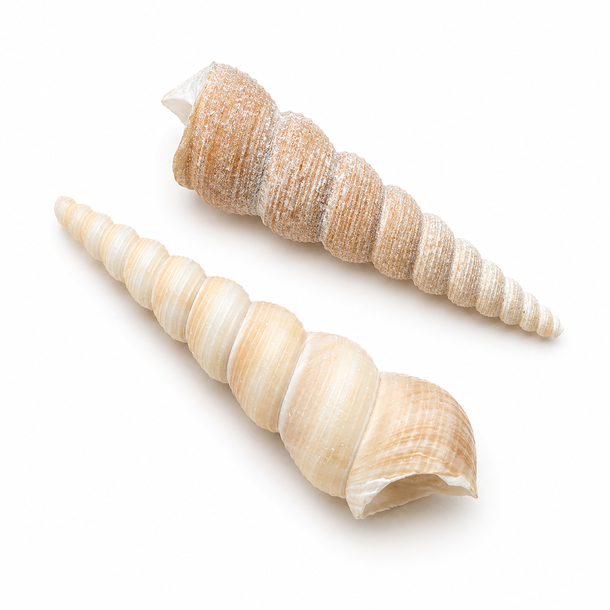 Tortilla screw - konkylie Tortilla screw - konkylie