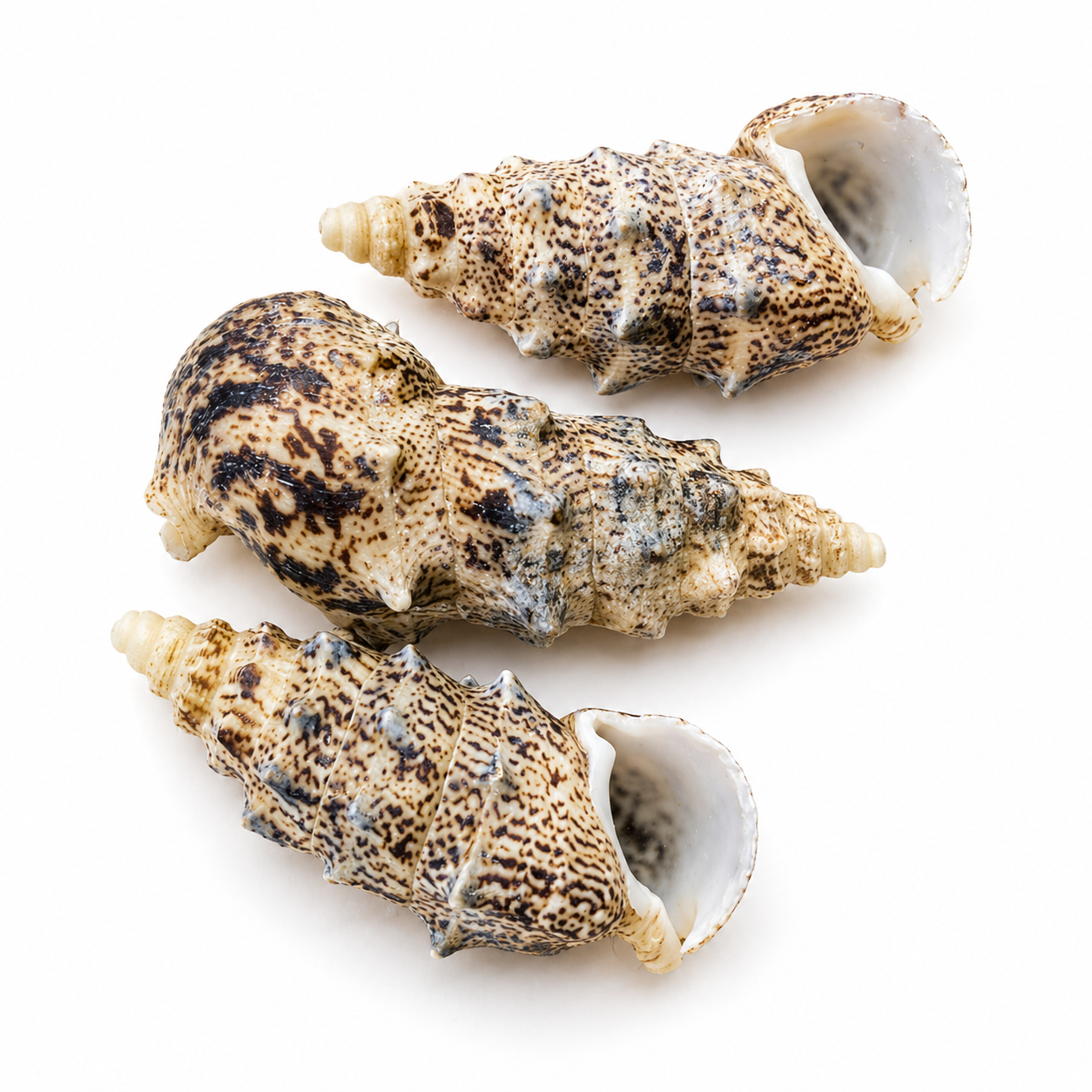 Aluco, Cerithium Nodulosum, Bulutung - konkylie Aluco, Cerithium Nodulosum, Bulutung - konkylie