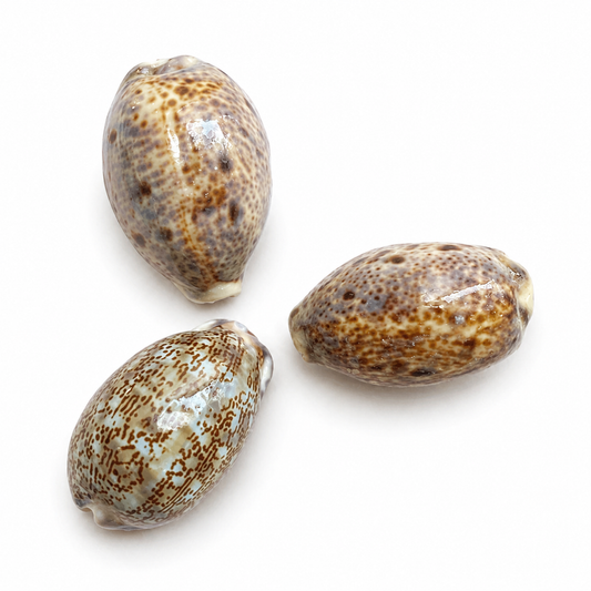 Billede af Cowrie, Cyprea Arabica - konkylie