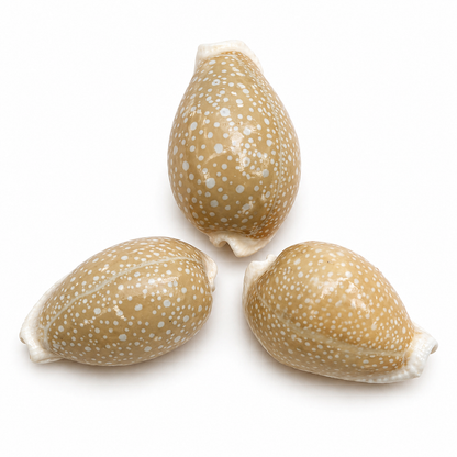 Cowrie, Cyprea Milliaris - konkylie