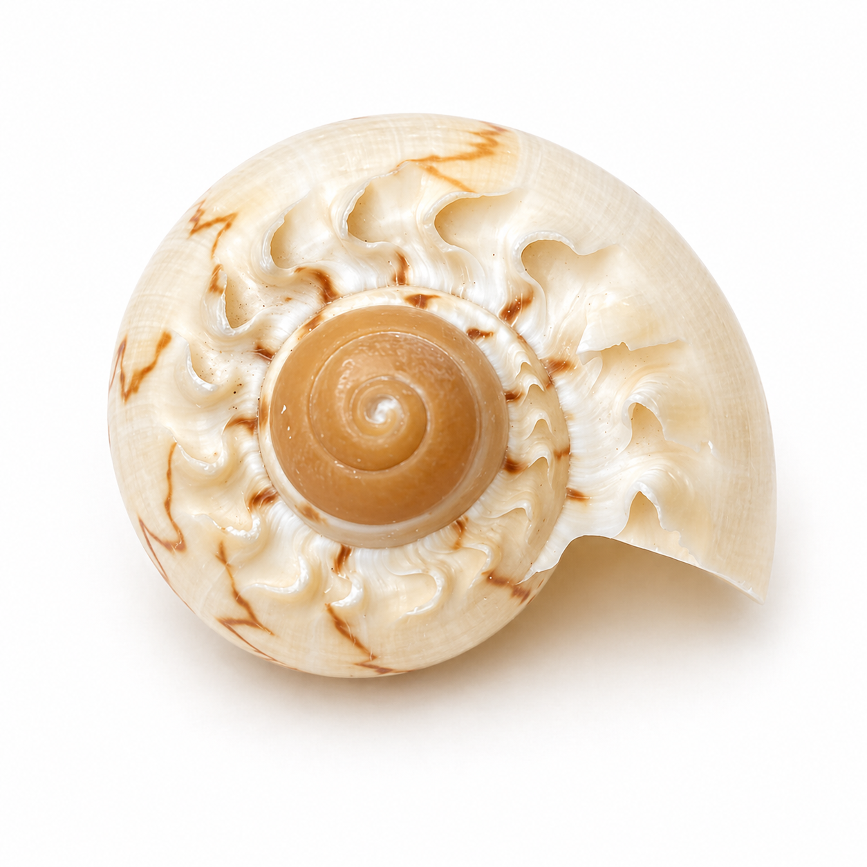 Melon shell konkylie 6 -7 cm Melon shell konkylie 6 -7 cm