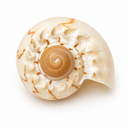 Melon shell konkylie 6 -7 cm