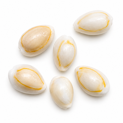 Cowrie, Sigay Gold Ringer - Gold, 3 stk - konkylie