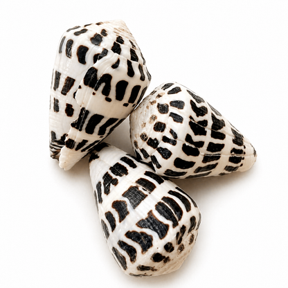 Conus Ebraeus - konkylie