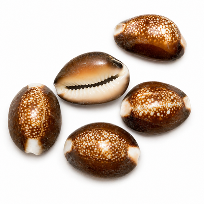 Cowrie, Serpents head - konkylie