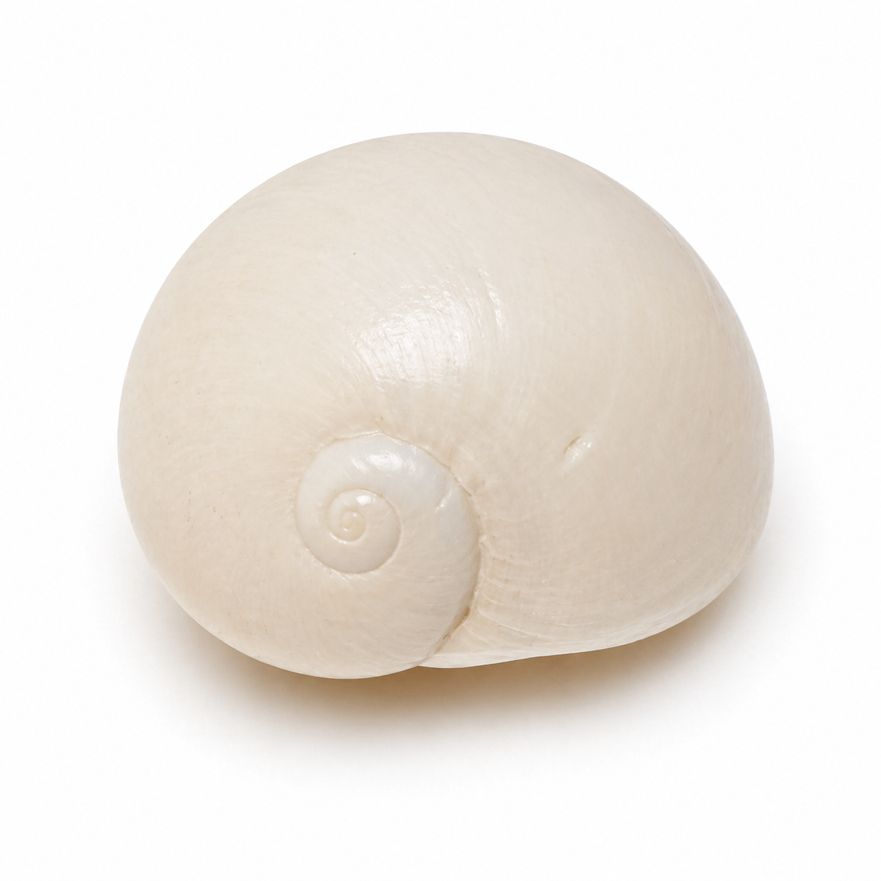 Moon shell - konkylie | 2,5 cm Moon shell - konkylie | 2,5 cm