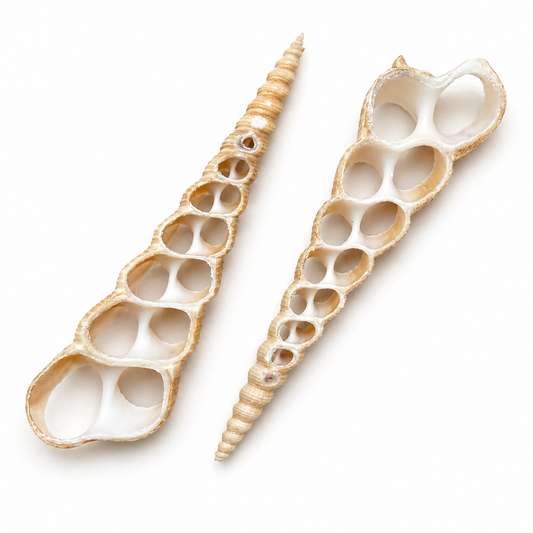 Billede af Screw Tortilla - skåret konkylie