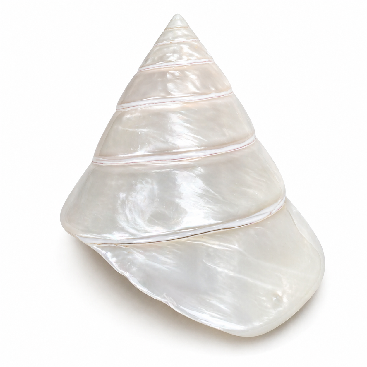 Trochunus Conus - konkylie Trochunus Conus - konkylie