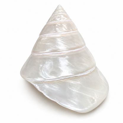 Trochunus Conus - konkylie