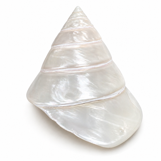 Billede af Trochunus Conus - konkylie