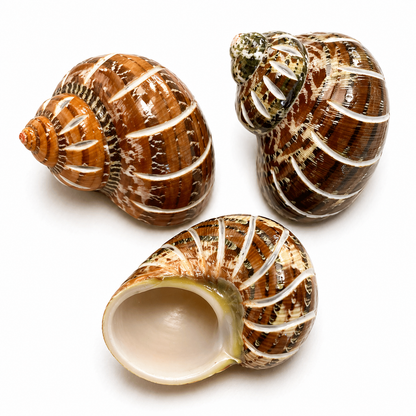Turbo Petholatus Stripe - konkylie