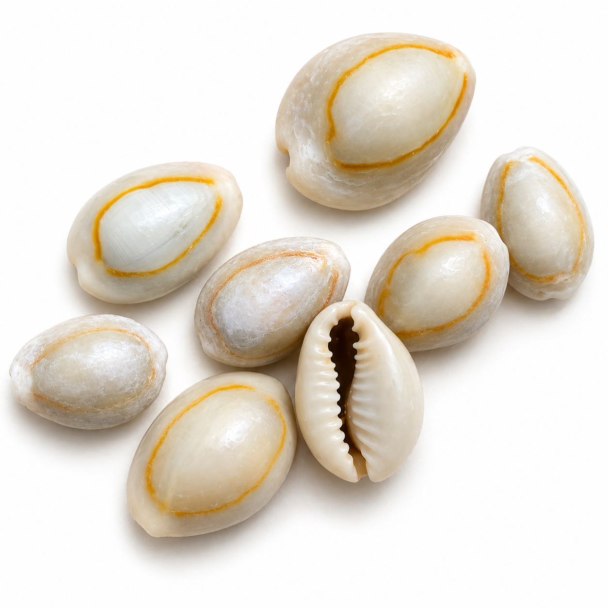 Cowrie, Sigay Gold Ringer - Natural, 3 stk - konkylie Cowrie, Sigay Gold Ringer - Natural, 3 stk - konkylie