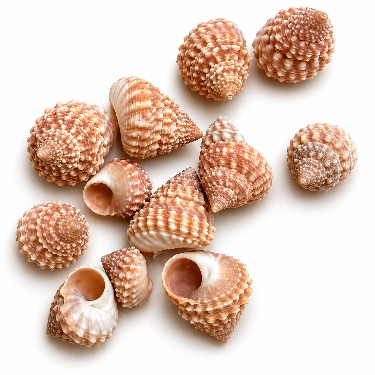 Strawberry Echinella 10 stk - konkylie Strawberry Echinella 10 stk - konkylie