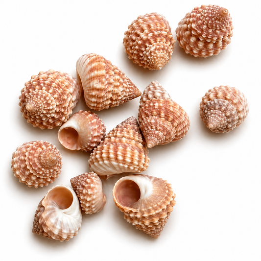 Billede af Strawberry Echinella 10 stk - konkylie