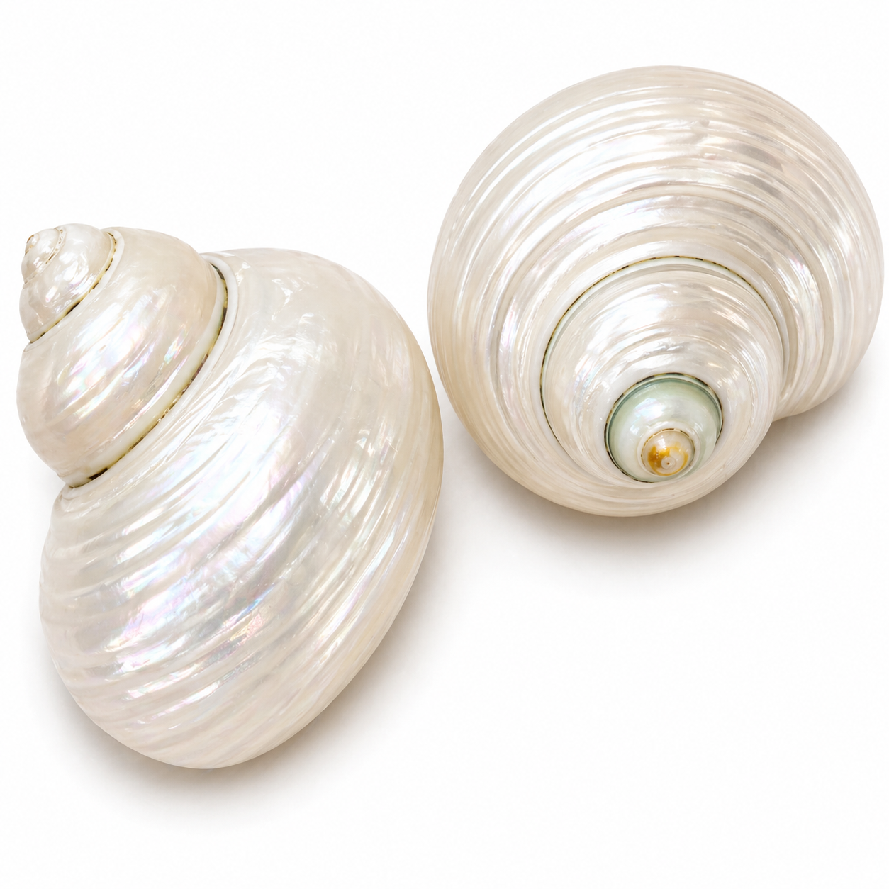Turbo Green, pearlized - konkylie Turbo Green, pearlized - konkylie
